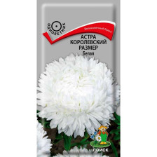 Семена Астра королевский размер Белая (Поиск)