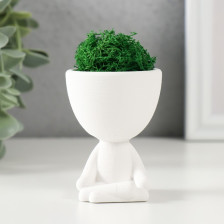 Цветок в горшке Мистер грин йог белый со Мхом 10253884