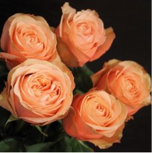 Роза чайно-гибридная Кахала Садовита (в тубе)