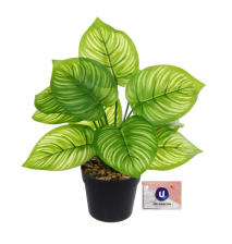 Цветок искуственный Калатея 26см в горшке 951-570