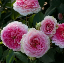 Роза плетистая Юлий Цезарь Садовита (в тубе)