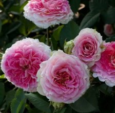 Роза плетистая Юлий Цезарь Садовита (в тубе)