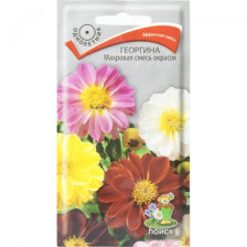 Семена Георгина Махровая Смесь окрасок (Поиск)