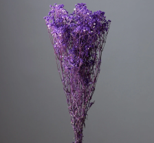 Сухоцвет Гипсфила 70-80 см фиолетовый