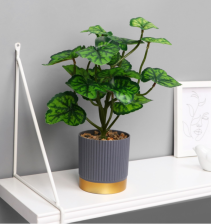 Бонсай в горшке "Алоказия круглолистная" 9,5х27см 10084586