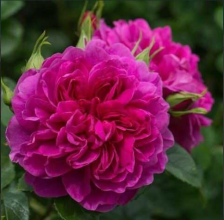 Роза шраб Принцесса Анна Садовита (в тубе)