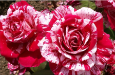 Роза спрей Арроу фолиес Садовита (в тубе)