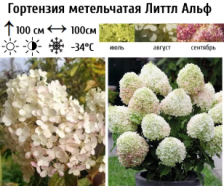 Гортензия метельчатая Литтл Альф ГР