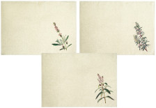 Набор полотенец лен 3 шт рис 295 цв 1 Прованские травы-3 45х60 Орша