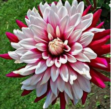 Георгина Ребекказ Уорлд (I)(1)