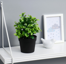 Бонсай в горшке "Крупнолист" 19см, 5664388