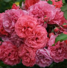 Роза плетистая Розариум Ютерсен Садовита (в тубе)