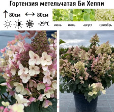 Гортензия метельчатая Би Хеппи С5 ВГ