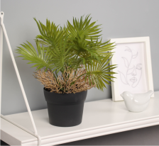 Бонсай в горшке "Ливистона премиум" 22х10,5см, микс 10455188