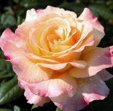 Роза чайно-гибридная Акварель Садовита (в тубе)