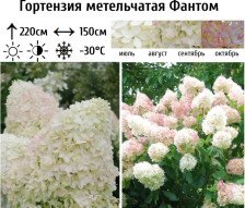 Гортензия метельчатая Фантом С45 ВГ
