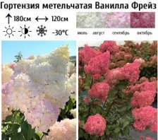 Гортензия метельчатая Ваниль Фрайз С3