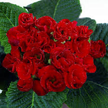 Семена Примула махровая Розелла ред (Поиск)