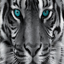 Штора для ванной комнаты 180х200см BRIMIX ТИГР, фотопечать, без колец 02-20