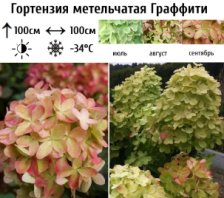 Гортензия метельчатая Граффити ГР