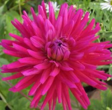 Георгина Орфео (I)(1)