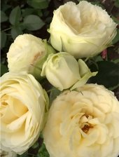 Роза флорибунда Лемон Рококо Садовита (в тубе)