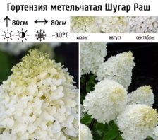 Гортензия метельчатая Шугар Раш С5 ВГ