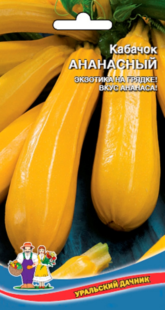 Кабачок цуккини ананасный. Кабачки сорт голден глори. Кабачок ананасный семена алтая. Кабачки сорт ананасный. Кабачок цуккини ананасный.