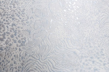 Обои PC71585-14 Prestige Color Wild Fashion 1,06х10 (6)