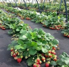 Материал укрывной плотность 60 г/м2 ширина 6,4м черный (10 пог м)