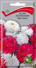 Семена Астра Аполлония Лед и Пламя (Поиск)