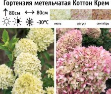 Гортензия метельчатая Коттон Крем С3 ВГ