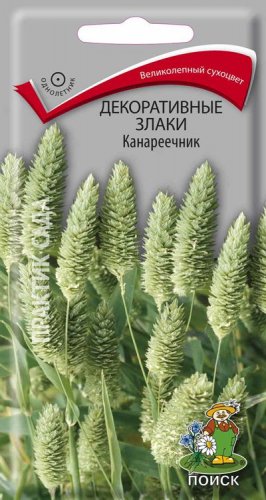 Канареечник семена. Семена декоративных трав. Семена декоративных злаков. Декоративные злаки для сада. Декоративные злаки семена