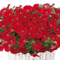 Семена Петуния минифлора Бэби Джоконда оранж ред (Поиск)