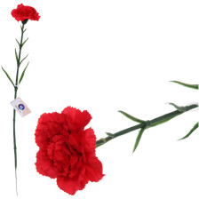 Цветок искуственный Гвоздика 50см красная 993-0594