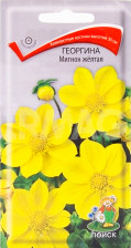 Семена Георгина Мигнон желтая (Поиск)