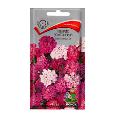 Семена Иберис зонтичный Смесь окрасок (Поиск)