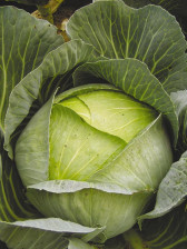 Семена Капуста б/к Подарок (Поиск)