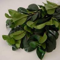 Ветка зелени 70см ВК-875 (Ф)