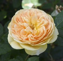 Роза шраб Голден Зест Садовита (в тубе)