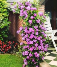 Роза плетистая Инголетта Садовита (в тубе)