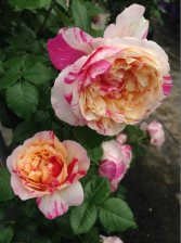 Роза плетистая Жули Андре Садовита (в тубе)