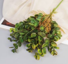 Букет Пеперомия элит 32см микс 10709119