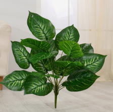 Куст Диффенбахия 65см 7503329