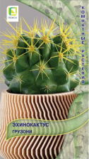 Семена Эхинокактус Грузони (Поиск) Семена Эхинокактус Грузони (Поиск)