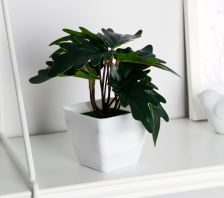 Бонсай в горшке "Филодендрон" 17х13см, 10084531