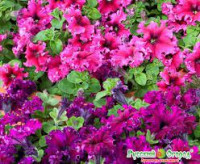 Семена Петуния бахромчатая Экспрессо Фраппе микс 10 шт (Поиск)