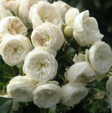 Роза шраб Артемис Садовита (в тубе)