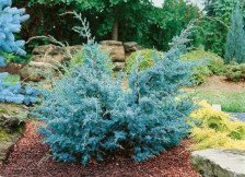 Можжевельник китайский Juniperus chinensis Blue Alps C:5