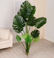 Куст Монстера Борситжиана 160см 9369550